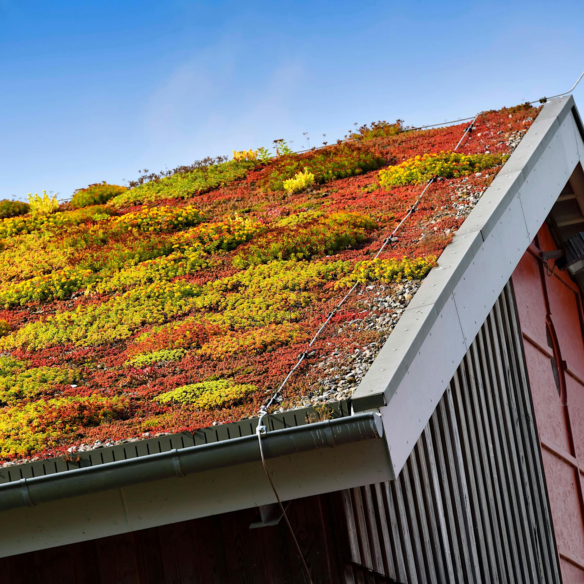 Berlin: Pflicht zur Dachbegrünung kommt
