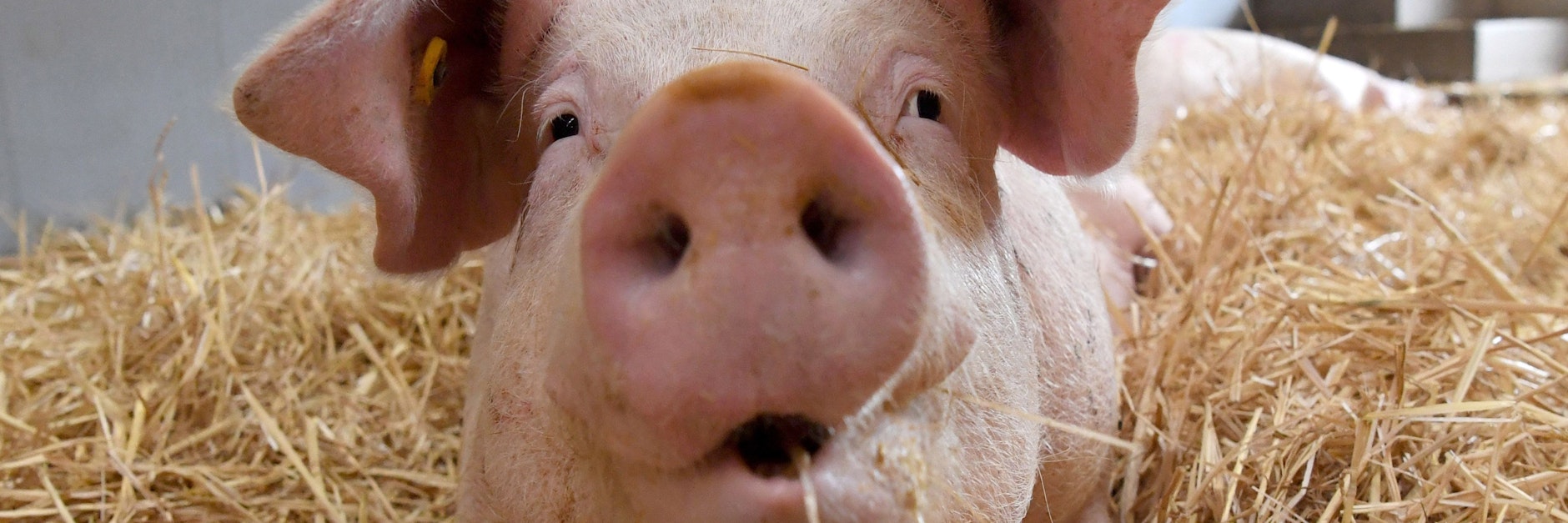 Glücklich oder nicht? Am Grunzen kann man es erkennen.