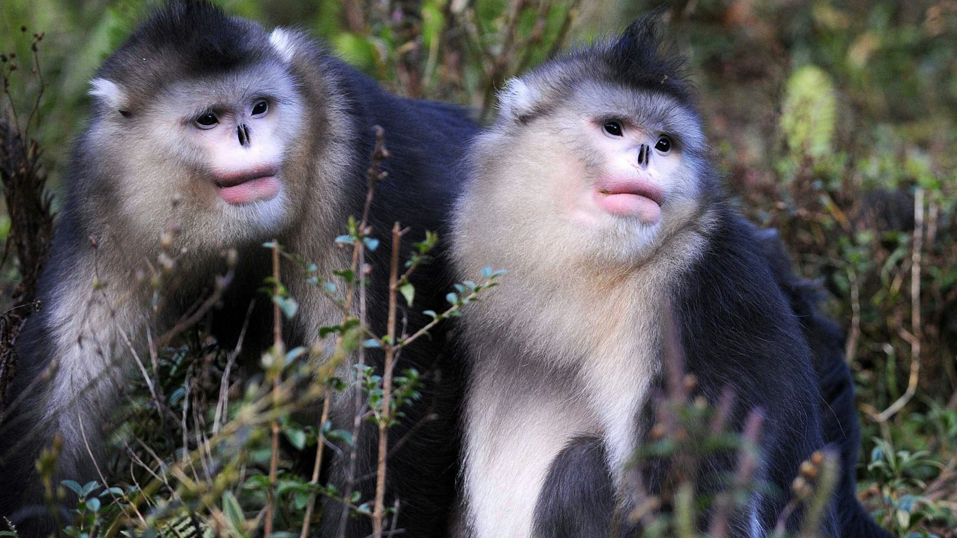 Stumpfnasenaffen (hier in Weixi im Westen von China) haben flache Stupsnasen, in denen sich das Regenwasser sammelt.