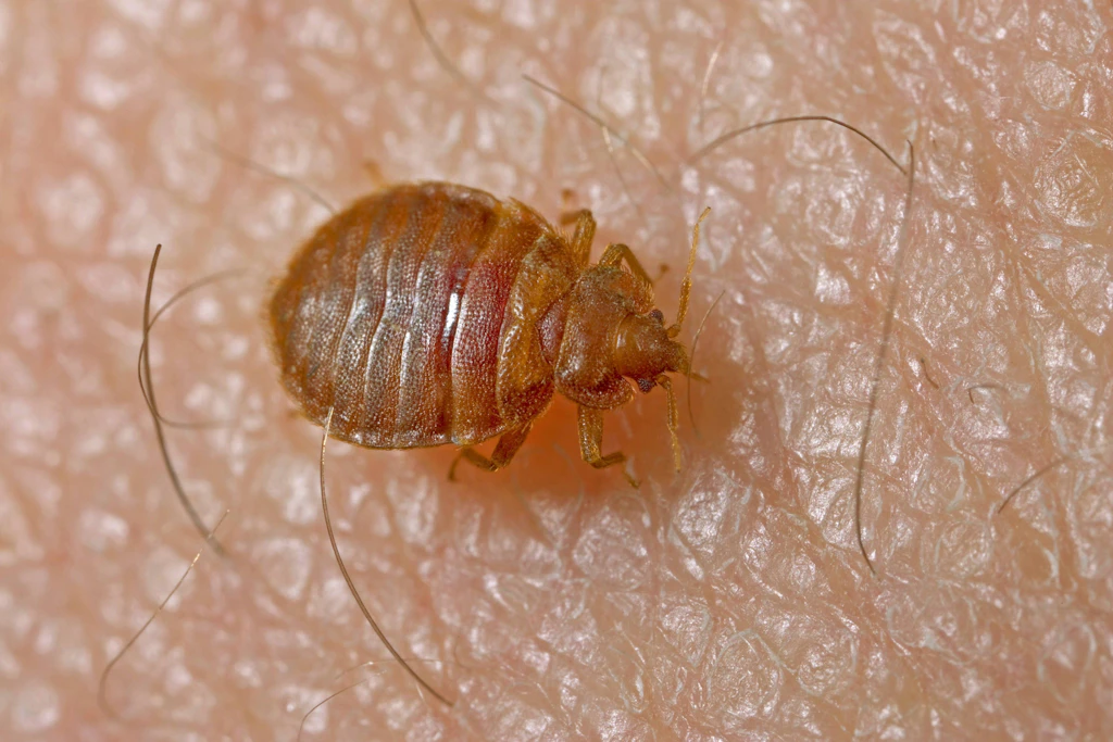 Albtraum Insektenbefall: So erkennen Sie, ob Sie Bettwanzen haben! Wichtige Tipps für die kleinen Plagegeister