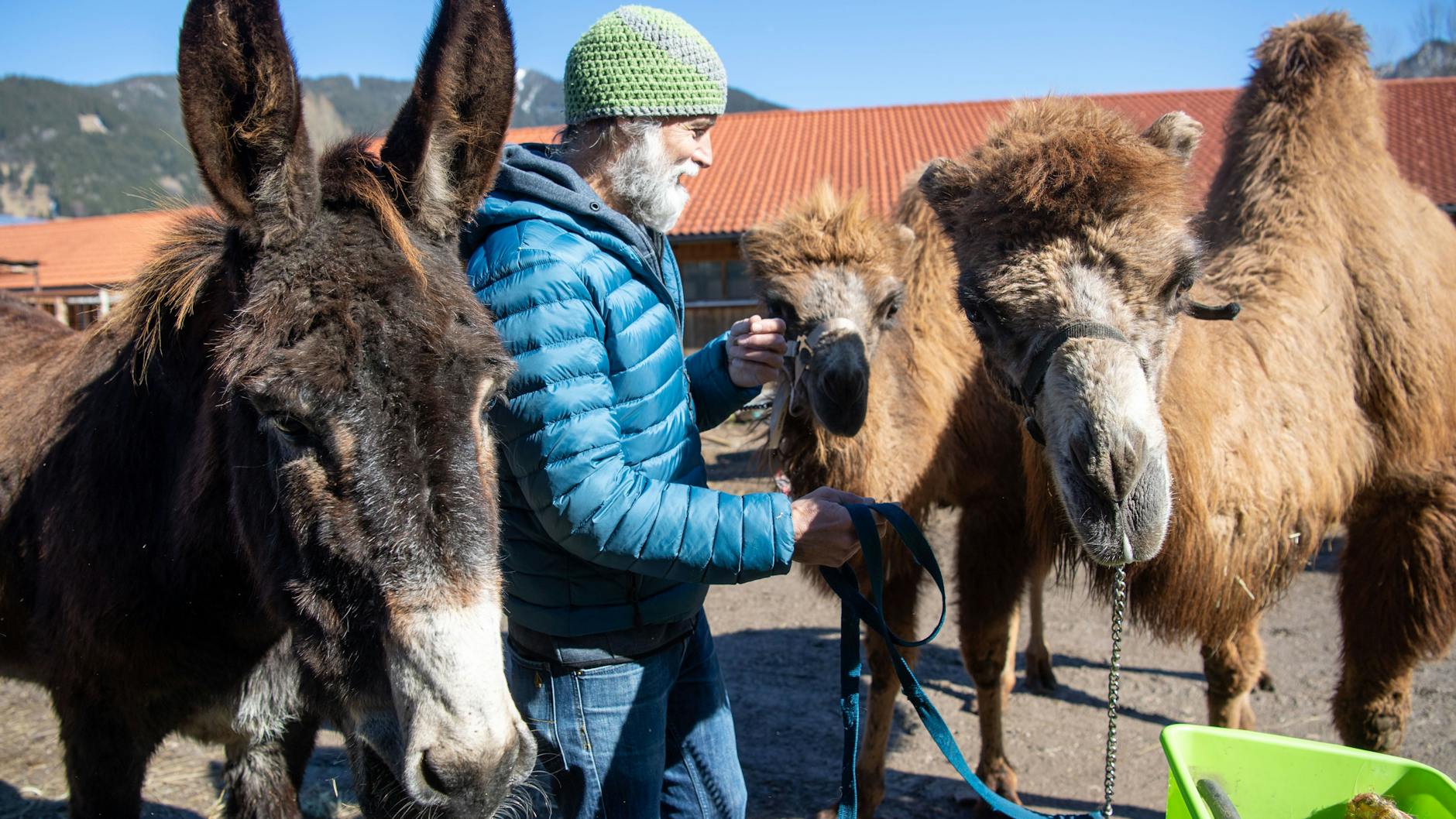 Stephan Dörfler, Schauspieler bei den Passionsspielen, kümmert sich um die Kamele und den Esel, die bei dem traditionellen Theaterstück auf der Bühne stehen werden. Der katalanische Riesenesel Sancho soll Jesus bei den Passionsspiele tragen.