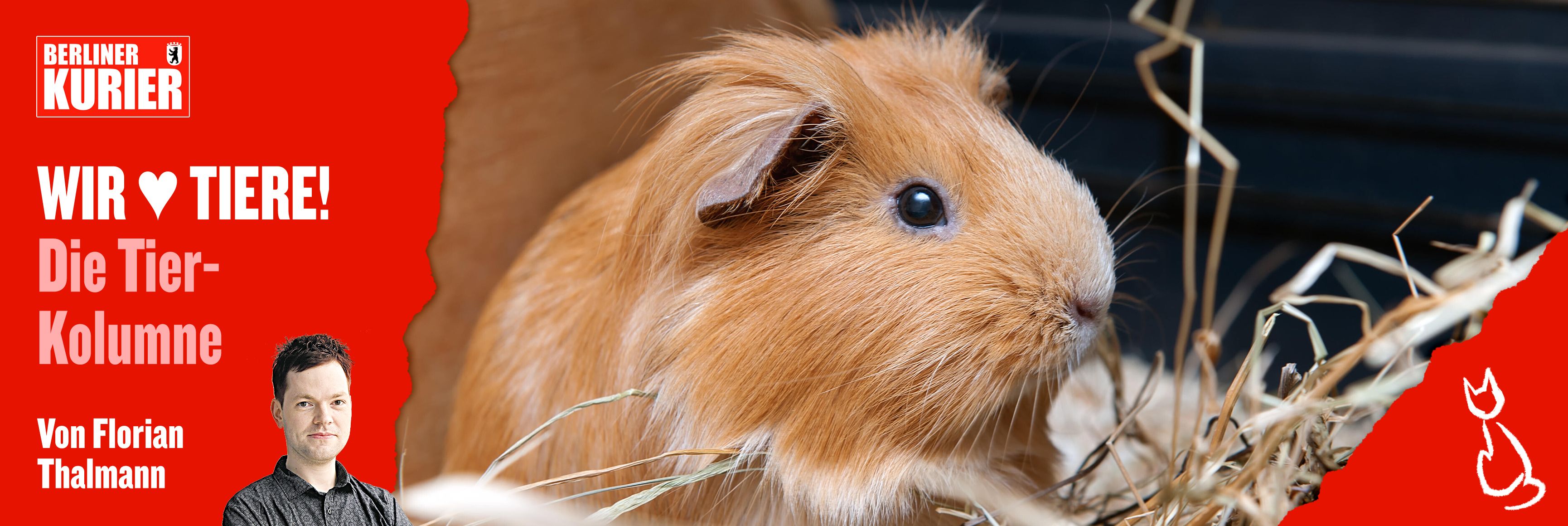 Image - Meerschweinchen als Wurfgeschoss und niesende Affen: Das sind die schrägsten Tier-Geschichten der letzten Tage