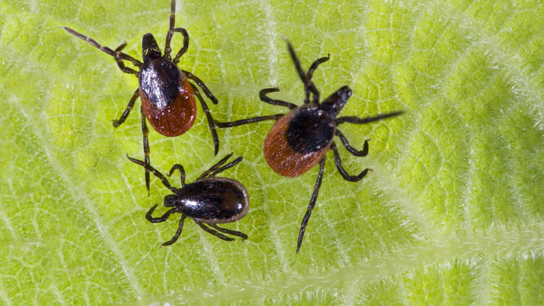 Die häufigsten nachgewiesene Zeckenart ist in Deutschland der Gemeine Holzbock