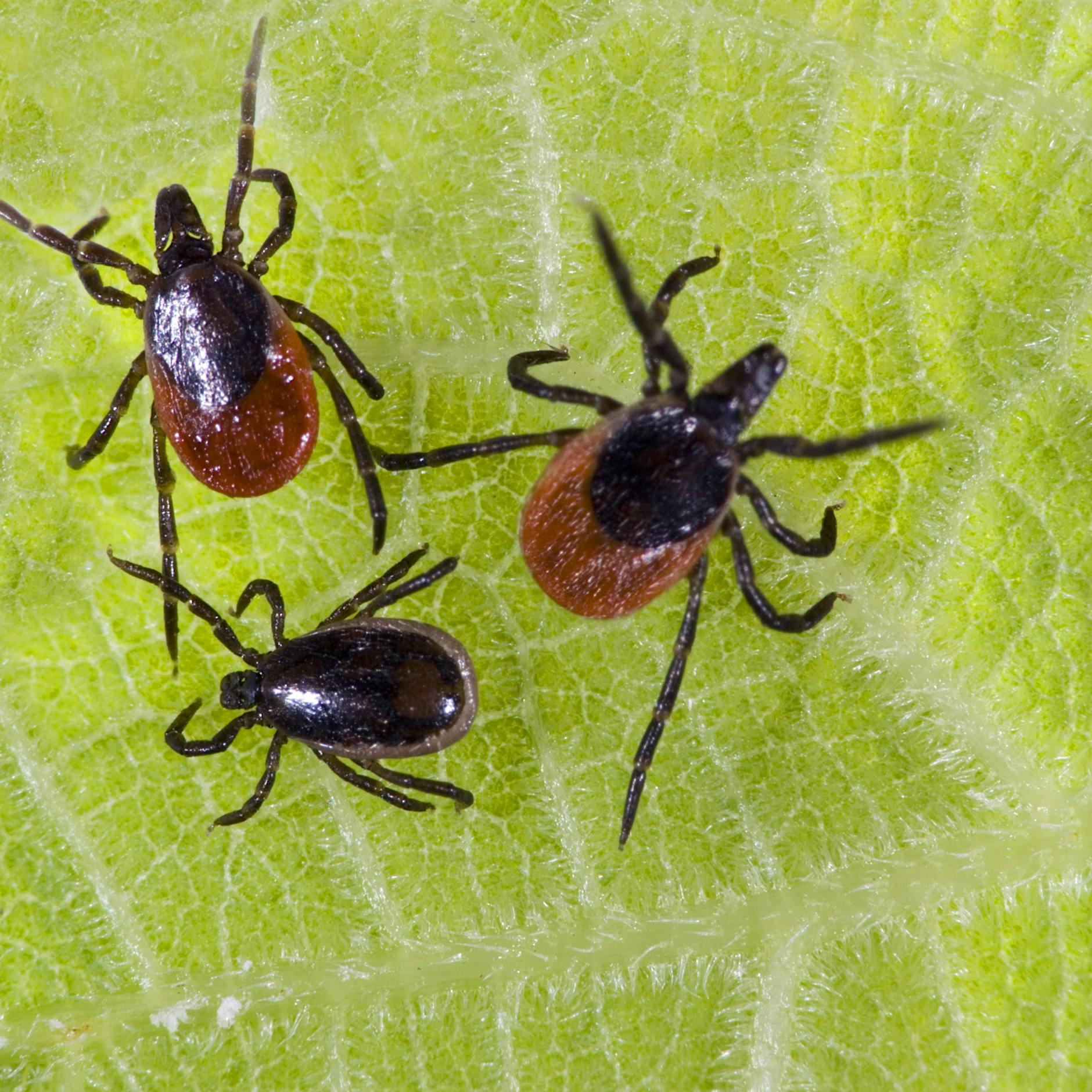 Zecken-Alarm in Berlin und Brandenburg: Was müssen Spaziergänger wissen?