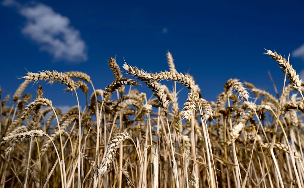 Ukraine warnt vor Hungersnot – auch deutscher Bauernverband befürchtet Weizen-Knappheit!