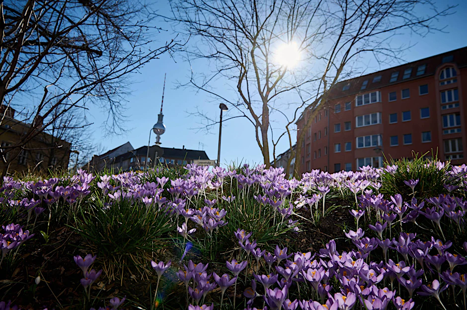 Frühlingswetter in Berlin Krokusse blühen am 07.03.2022 in einem Beet in Berlin. Berlin Berlin Deutschland