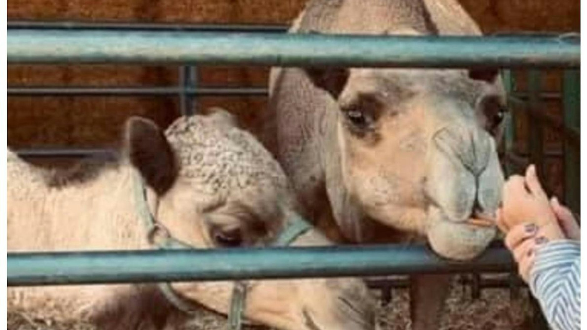 In dem Streichelzoo gab es mehrere Kamele.