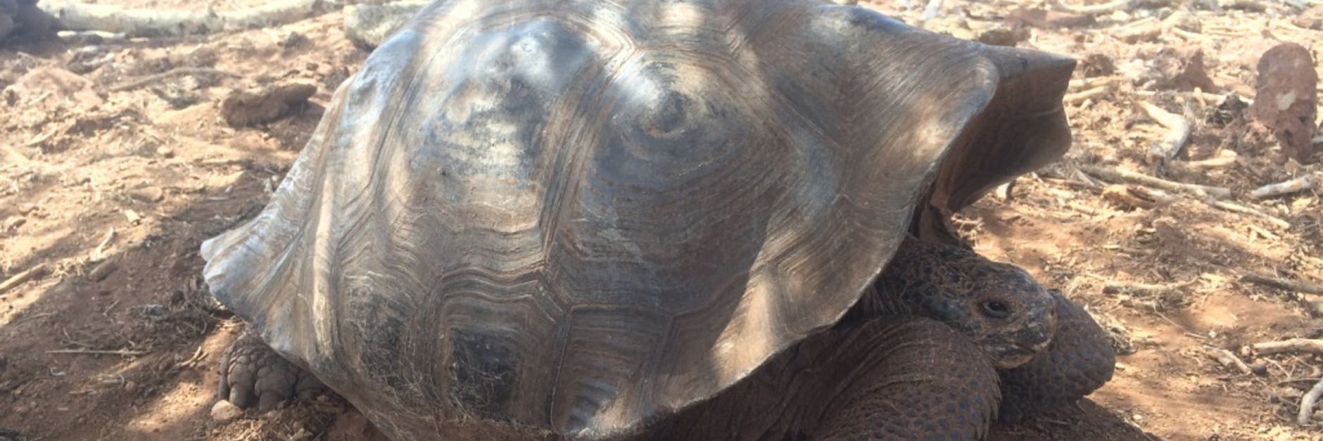 Auf den Galapagos-Inseln haben Forscher offenbar eine neue Riesenschildkrötenart identifiziert.