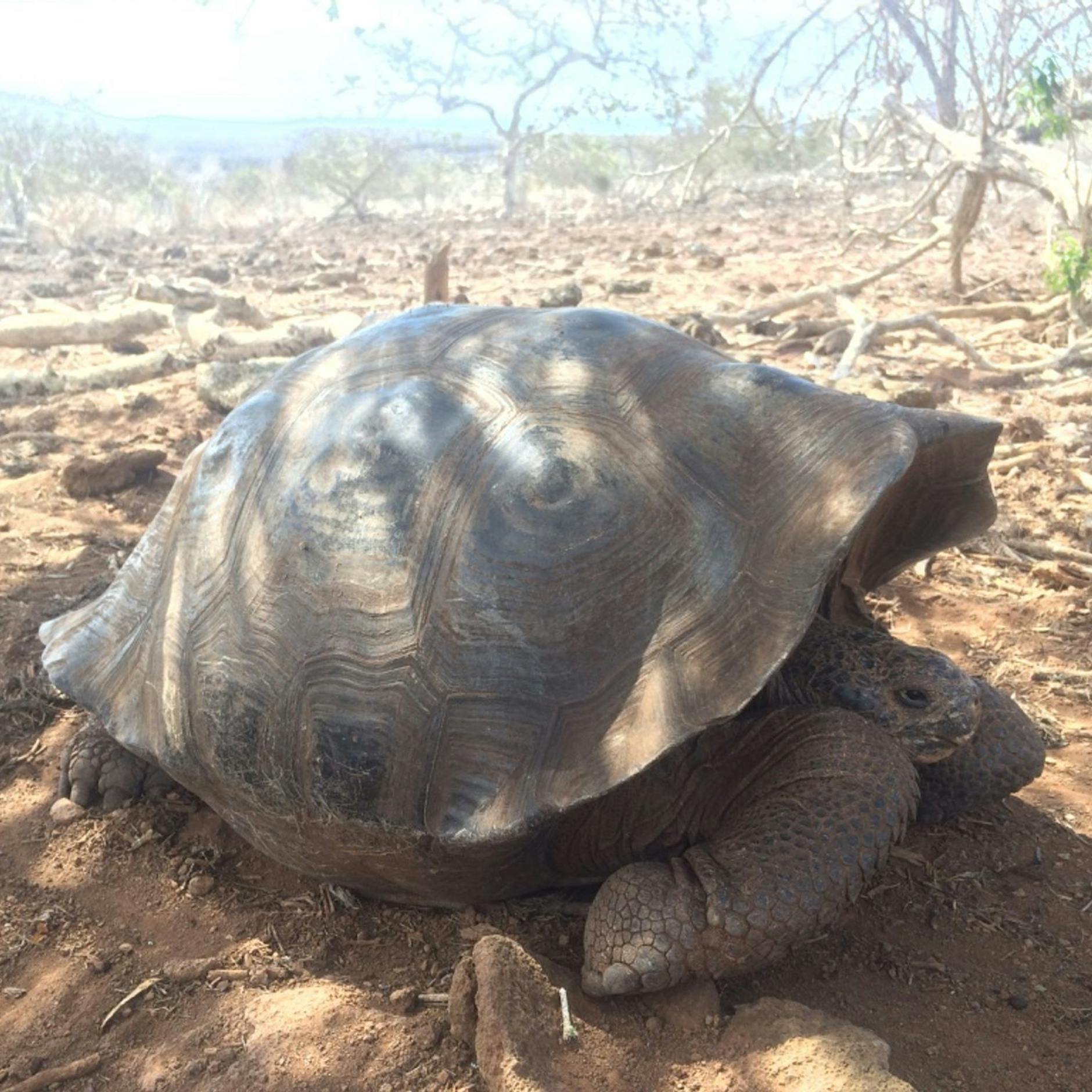 Auf den Galapagos-Inseln wurde offenbar eine neue Art von Riesenschildkröten entdeckt