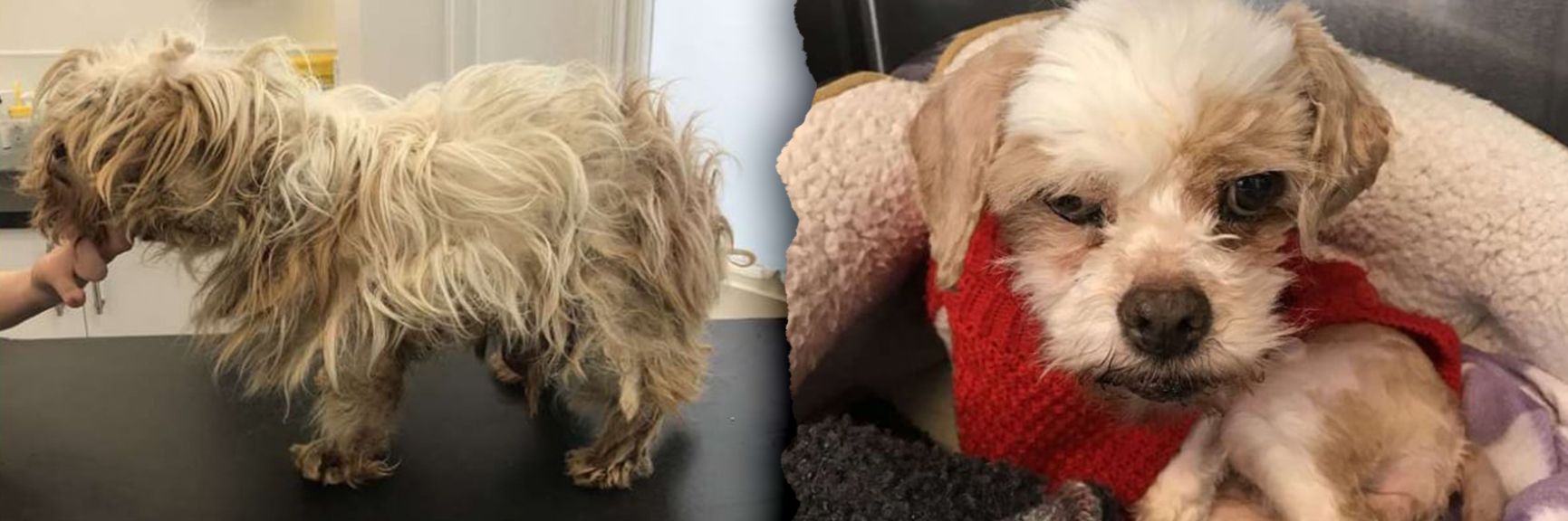 Schreckliche Tier-Geschichte: Die kleine Molly wurde wie Müll entsorgt – mit einem Tumor, so groß wie eine Mango!