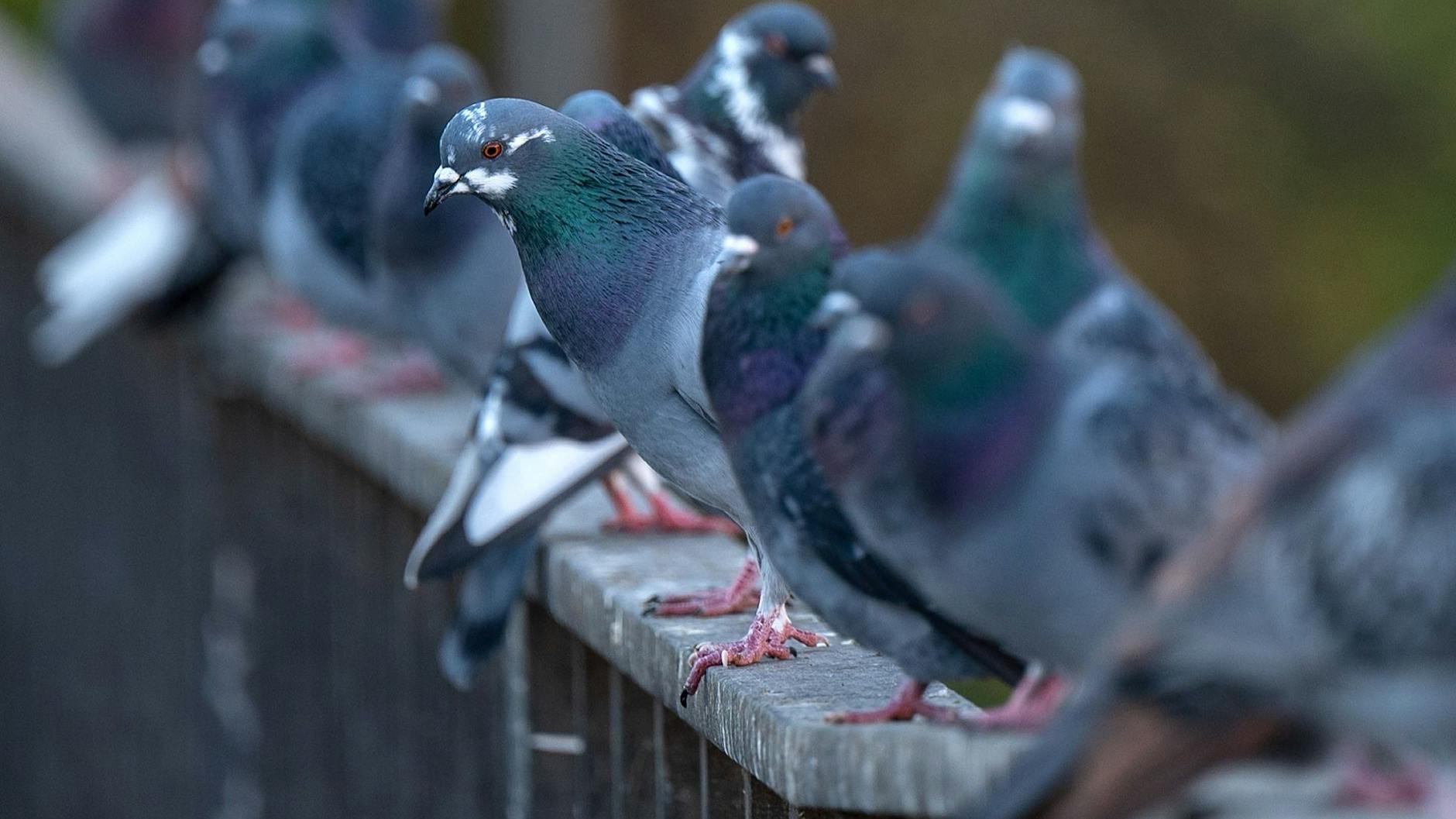 Schluss mit dem Hass auf Tauben: Sind sind individuell und sehr sozial