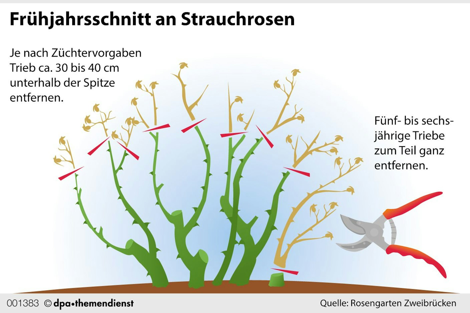 Strauchrosen haben eine ideale Höhe, auf die sie zurückgeschnitten werden sollten.