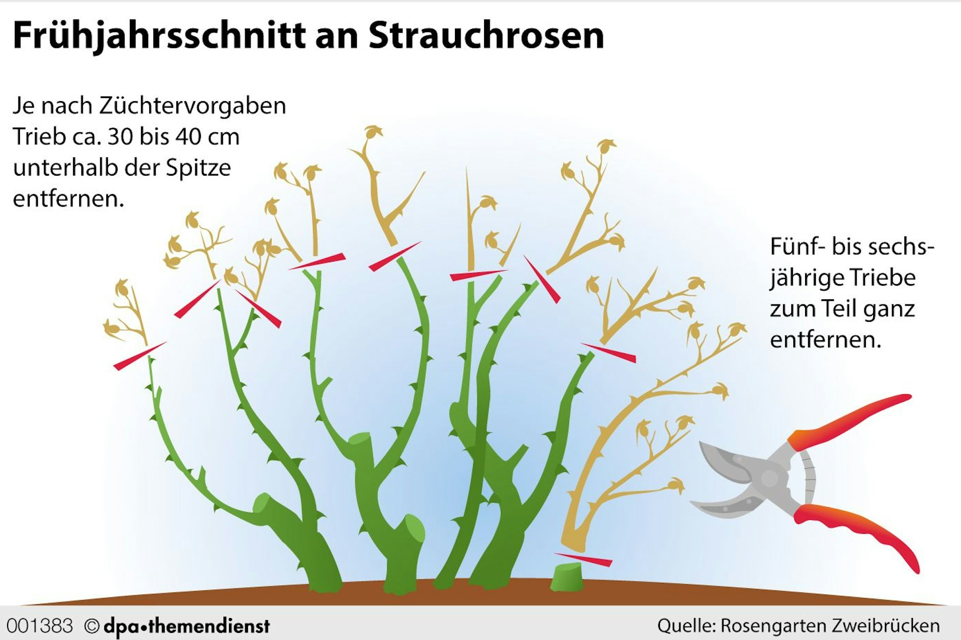 Strauchrosen haben eine ideale Höhe, auf die sie zurückgeschnitten werden sollten.