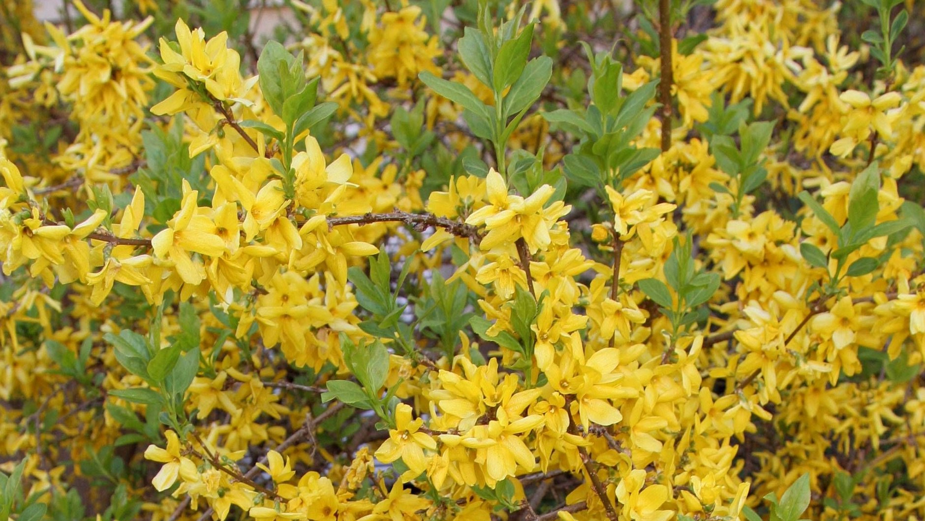 Sie läutet den Frühling so richtig ein: die Forsythie