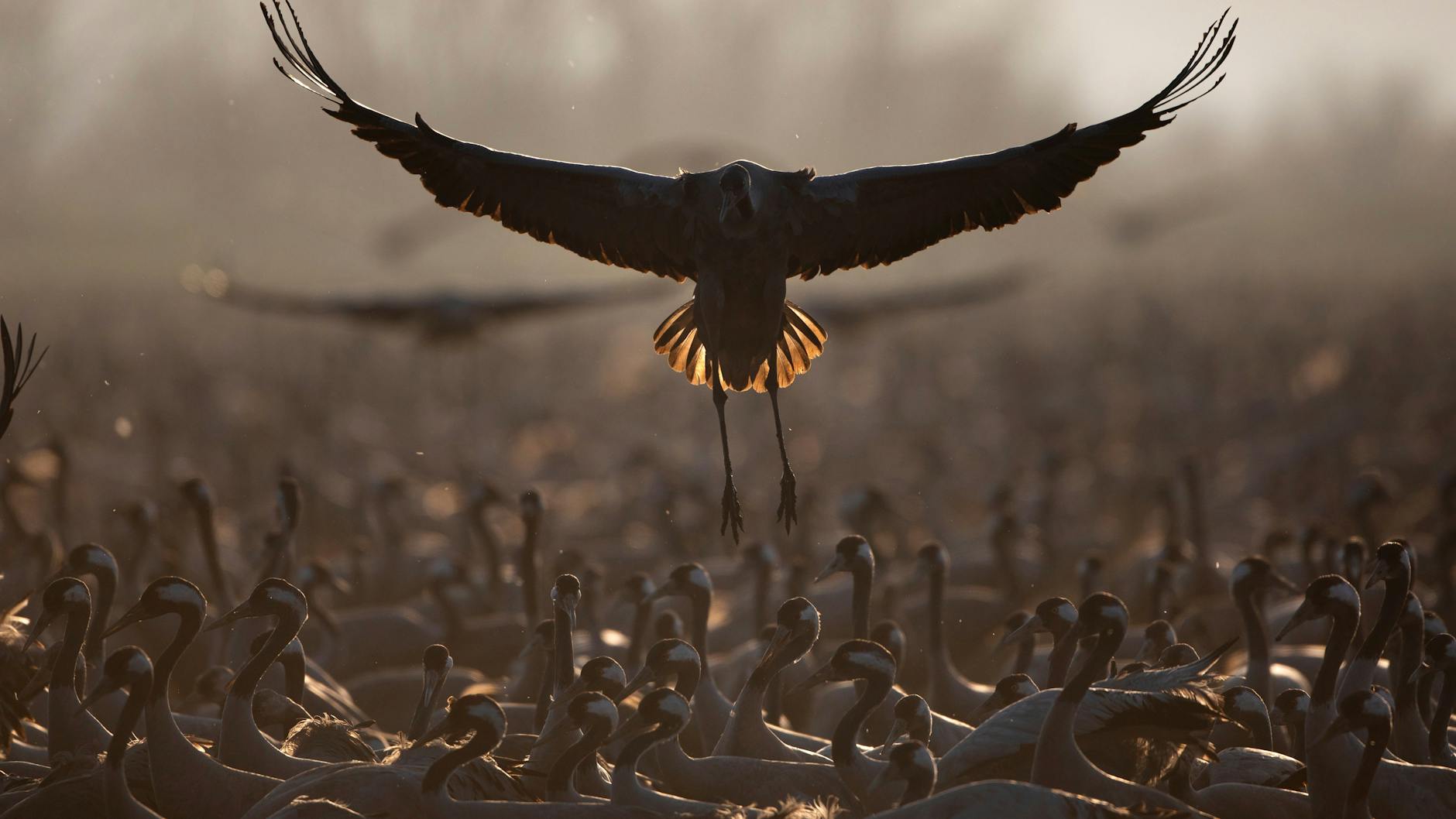 Ziehende Kraniche verweilen in einem Naturschutzgebiet nördlich des Sees Genezareth im Norden Israels. Bis 2030 sollen rund 30 Prozent der Meeres- und Landflächen unter Schutz gestellt werden.
