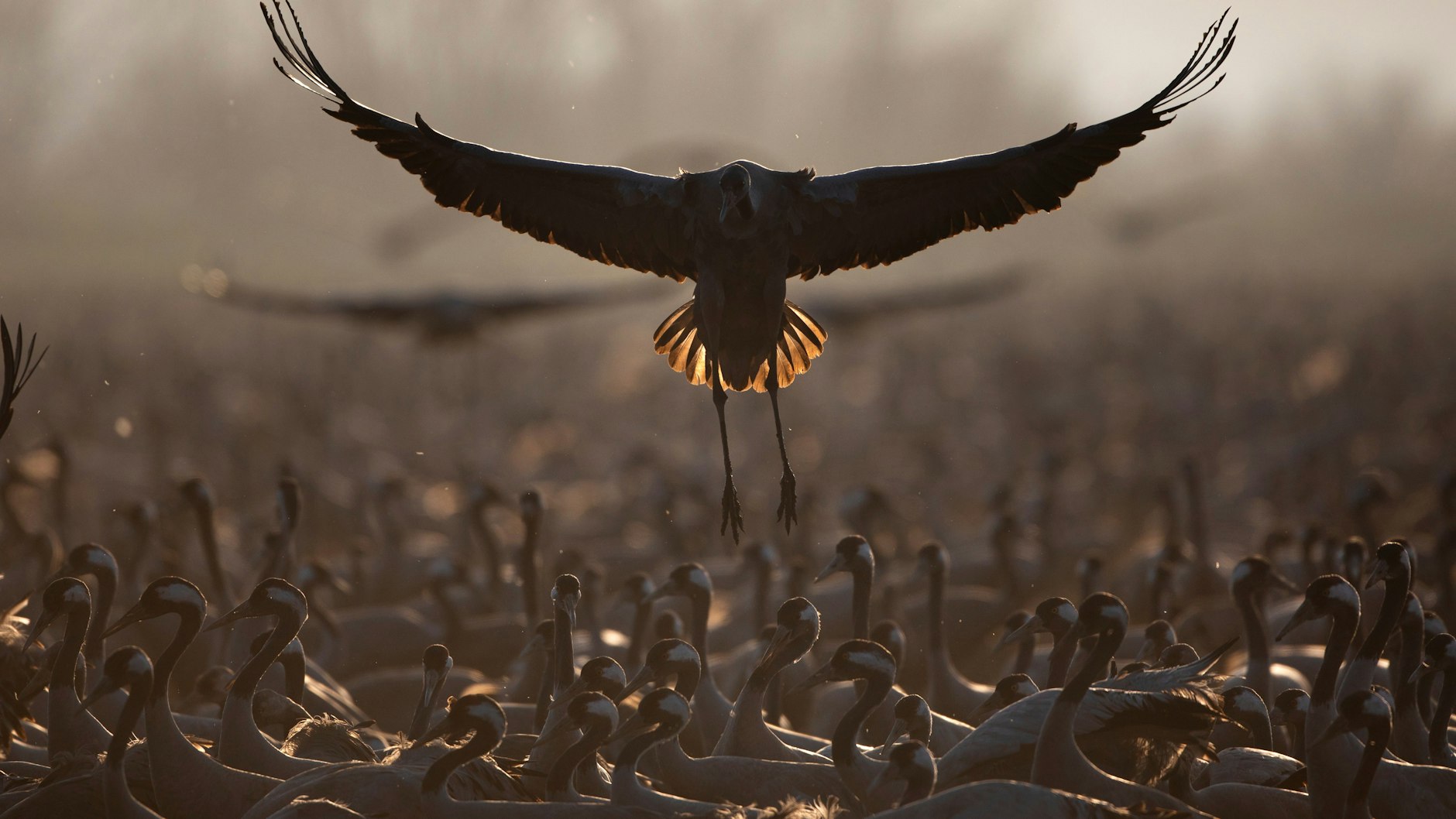 Ziehende Kraniche verweilen in einem Naturschutzgebiet nördlich des Sees Genezareth im Norden Israels. Bis 2030 sollen rund 30 Prozent der Meeres- und Landflächen unter Schutz gestellt werden.