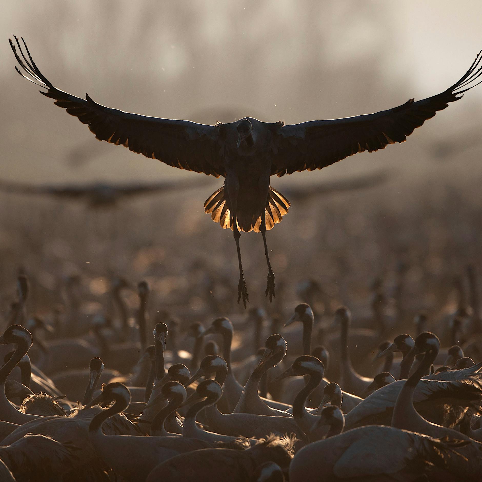 Wegen Pandemie und Krieg: Ziele zum Schutz der Natur könnten verschoben werden