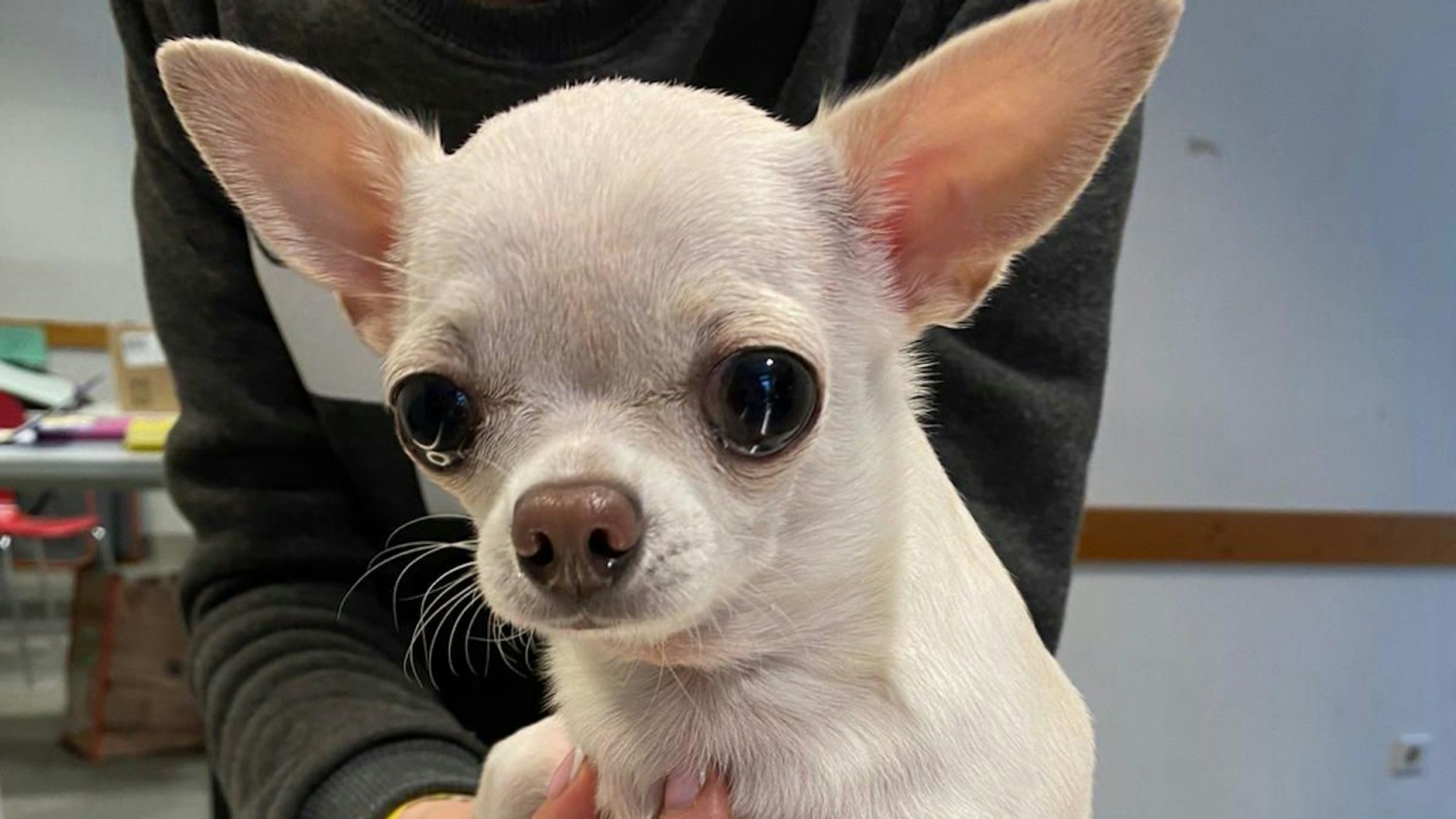 Sonja, ein Chihuahua aus Kiew wird in Berlin untersucht.