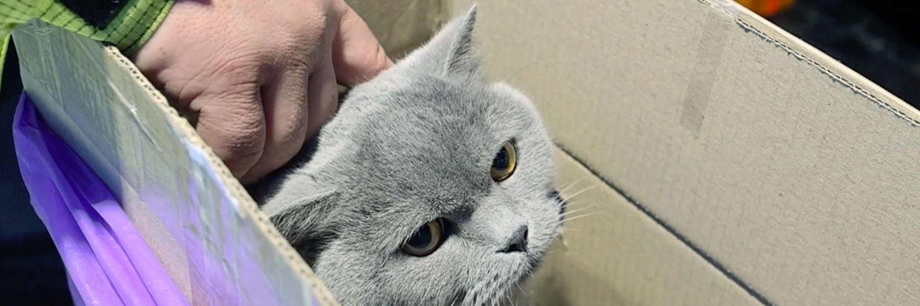 Polen, Przemysl: Ein Helfer von der Deutschen Tierrettung kümmert sich um die Katze einer geflüchteten Frau aus der Ukraine, am Grenzübergang Medyka.