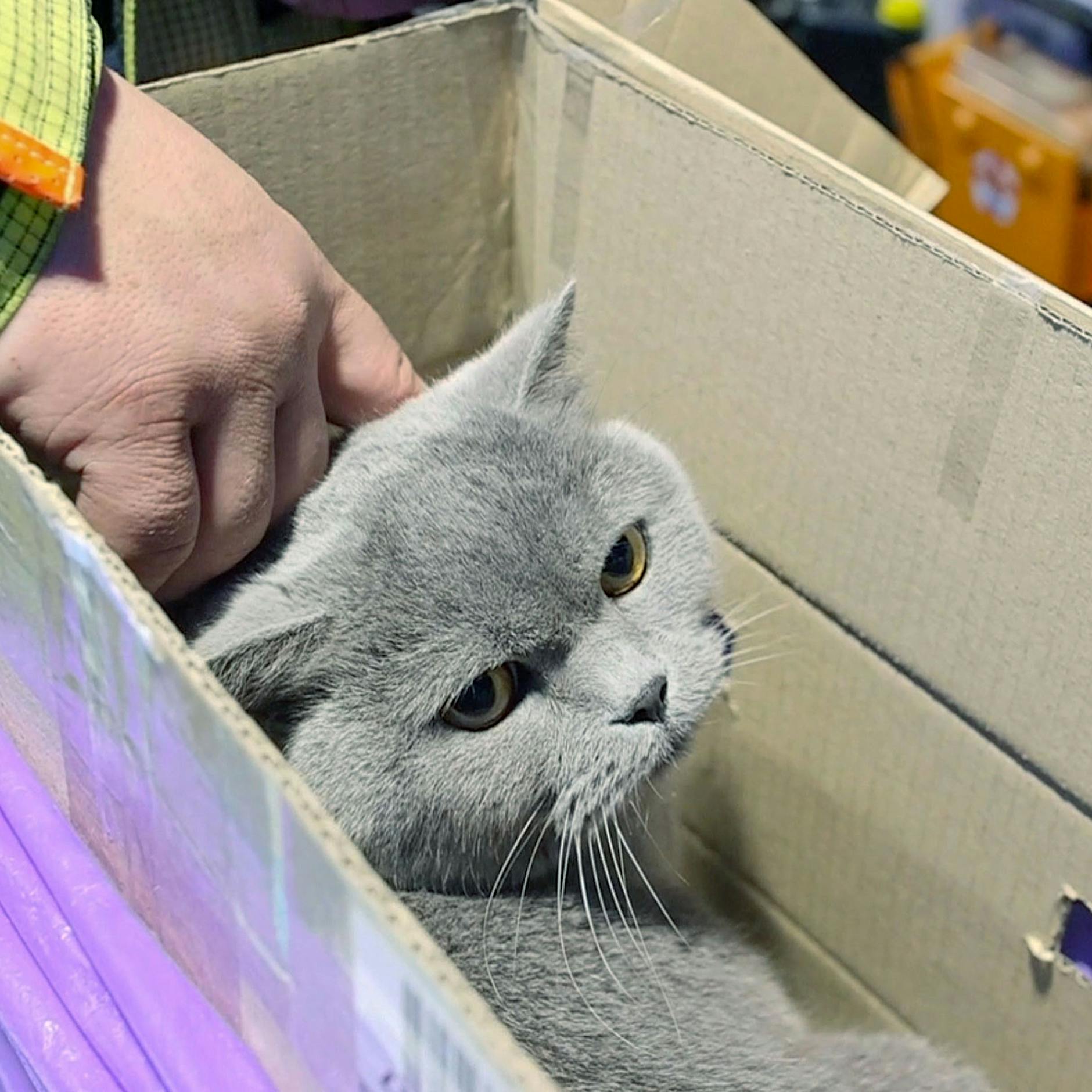 Berlin hat ein Herz für Tiere: Die kleine Sonja und Kater Sam sind die ersten Gäste im neuen Tierschutzzentrum für Geflüchtete in Tegel