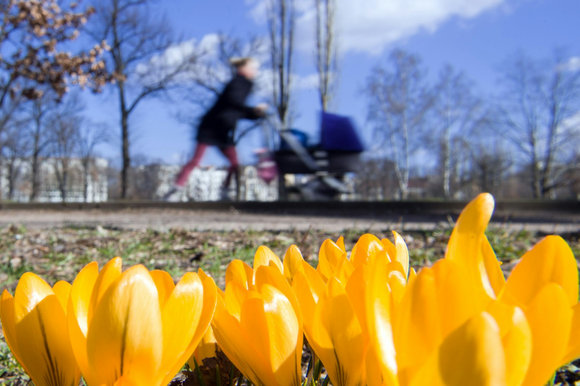 Im Park am Friedrichshain blühen die Krokusse noch immer prächtig.