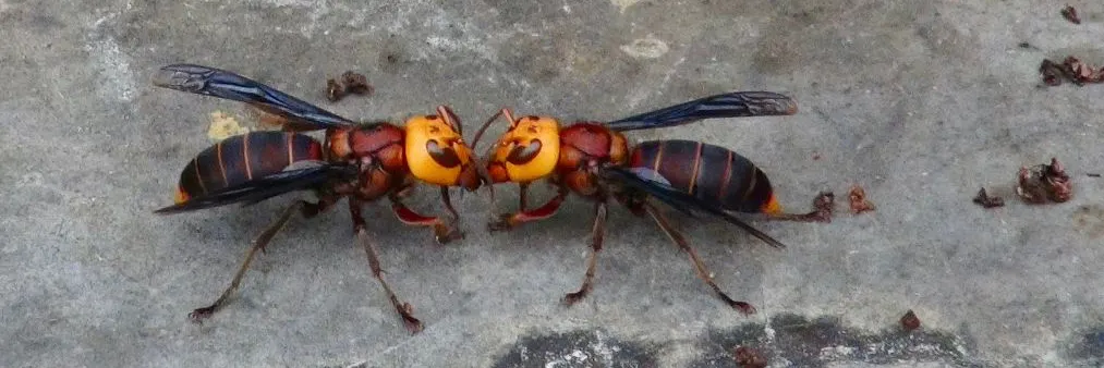 Asiatische Riesenhornissen vor einem geplünderten Bienenstock.