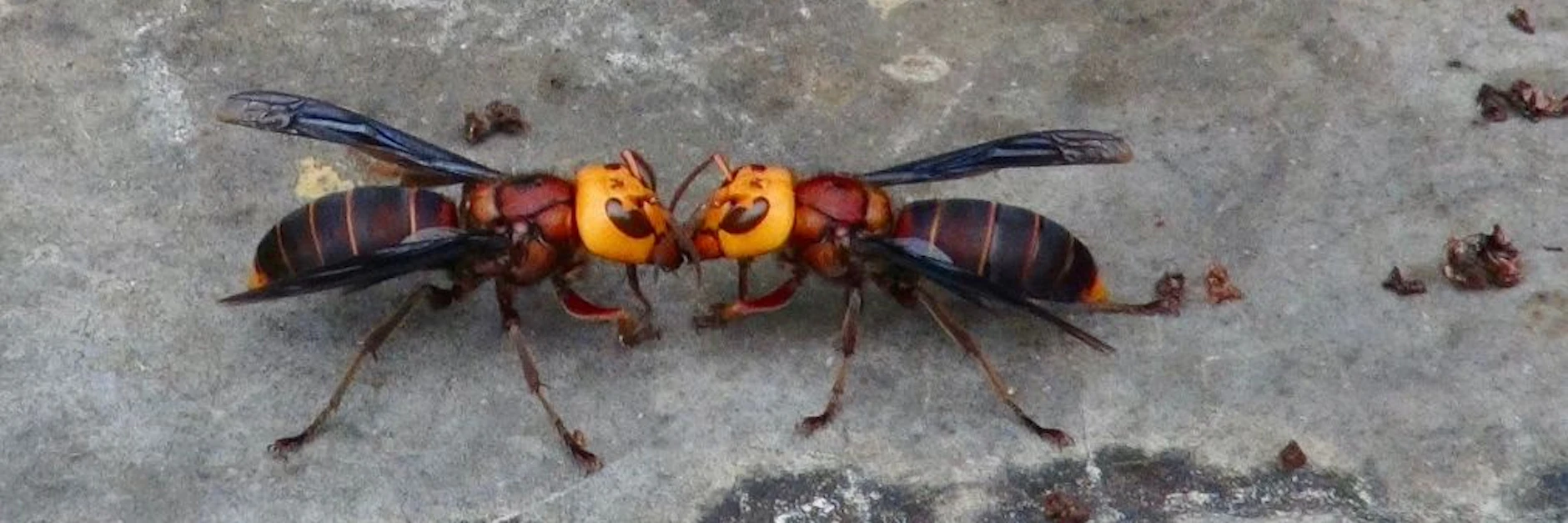 Asiatische Riesenhornissen vor einem geplünderten Bienenstock.