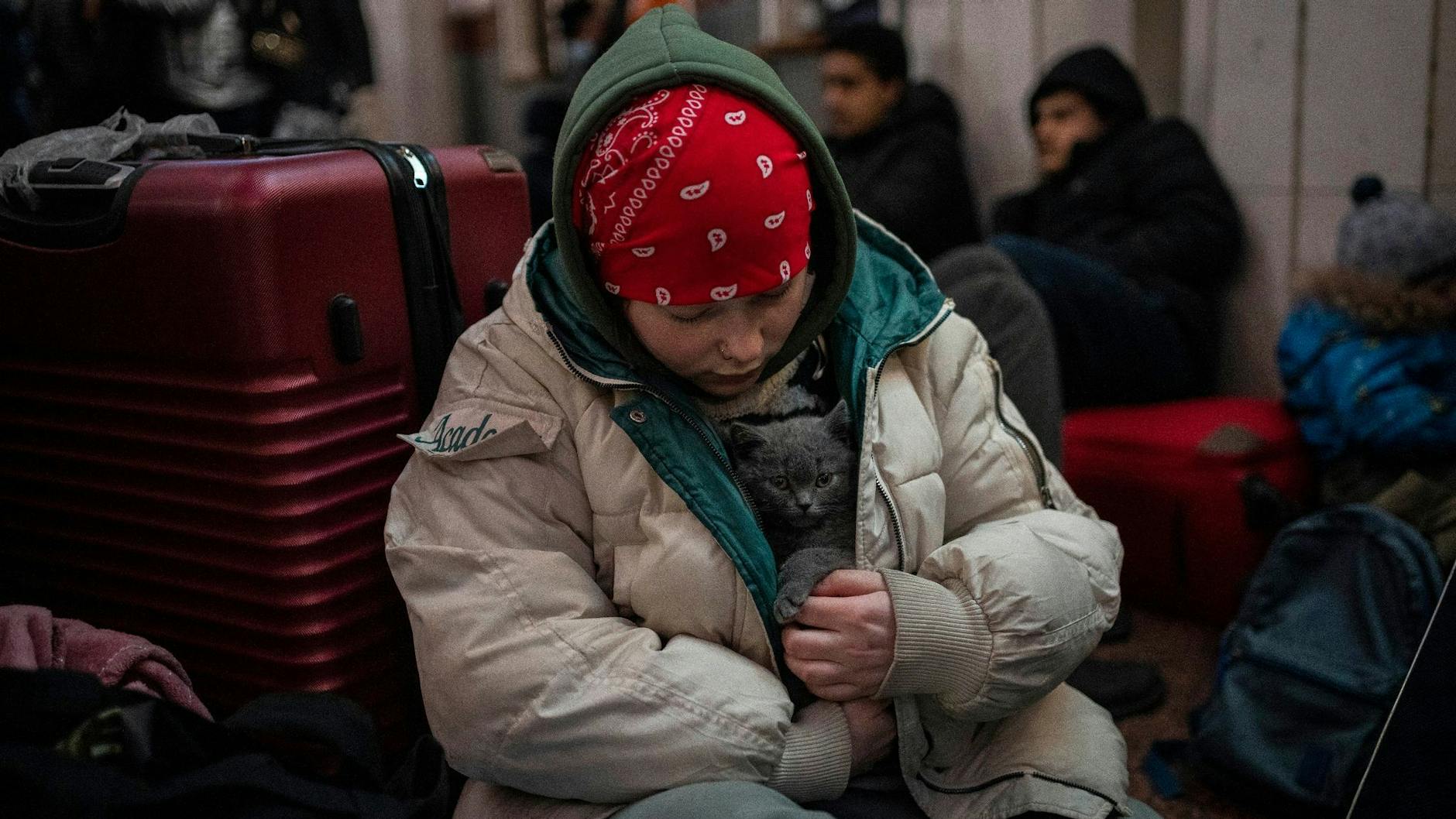 Katze als Trost in der Fremde: Jüngst hatte Polen angekündigt, auch von Ukrainern bei der Flucht mitgenommene Haustiere ohne Papiere ins Land zu lassen.