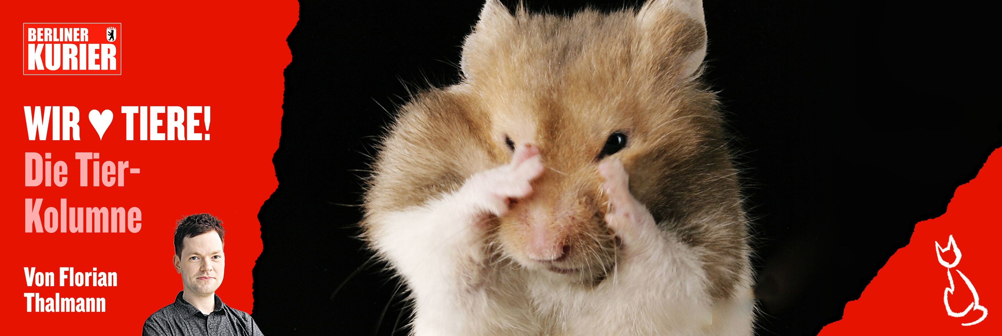 Speiseöl-Knappheit und Dürüm-Skandal: Warum süße Hamster gerade in aller Munde sind