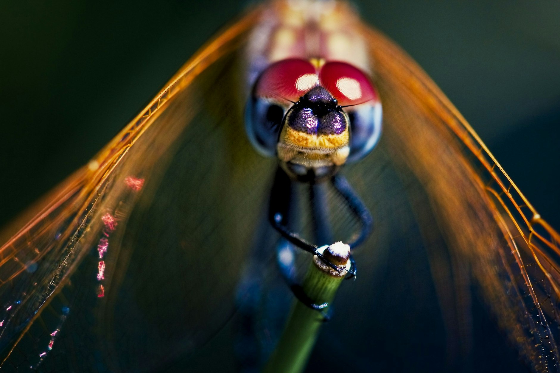 Gut 30 Prozent der Libellen sind bestandsgefährdet, zeigt die neue Rote Liste des Bundesamts für Naturschutz.