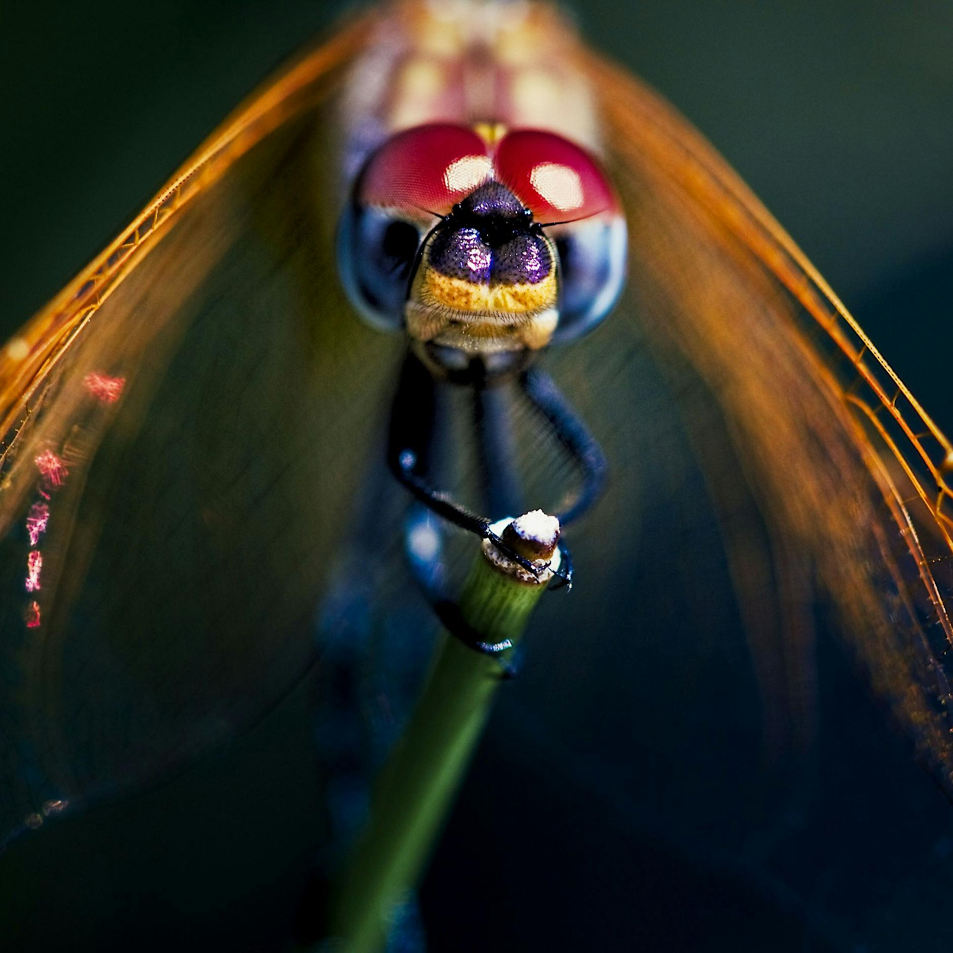 Neue Rote Liste: Über ein Viertel der Insektenarten gefährdet