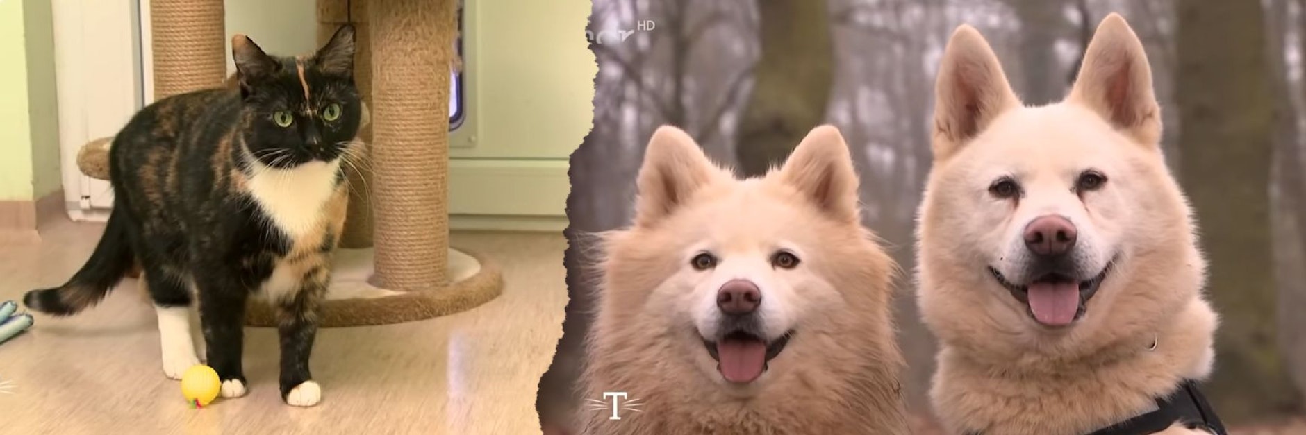 Bei Tierisch tierisch wurden jetzt Tiere aus dem Tierheim in Stendal vorgestellt.