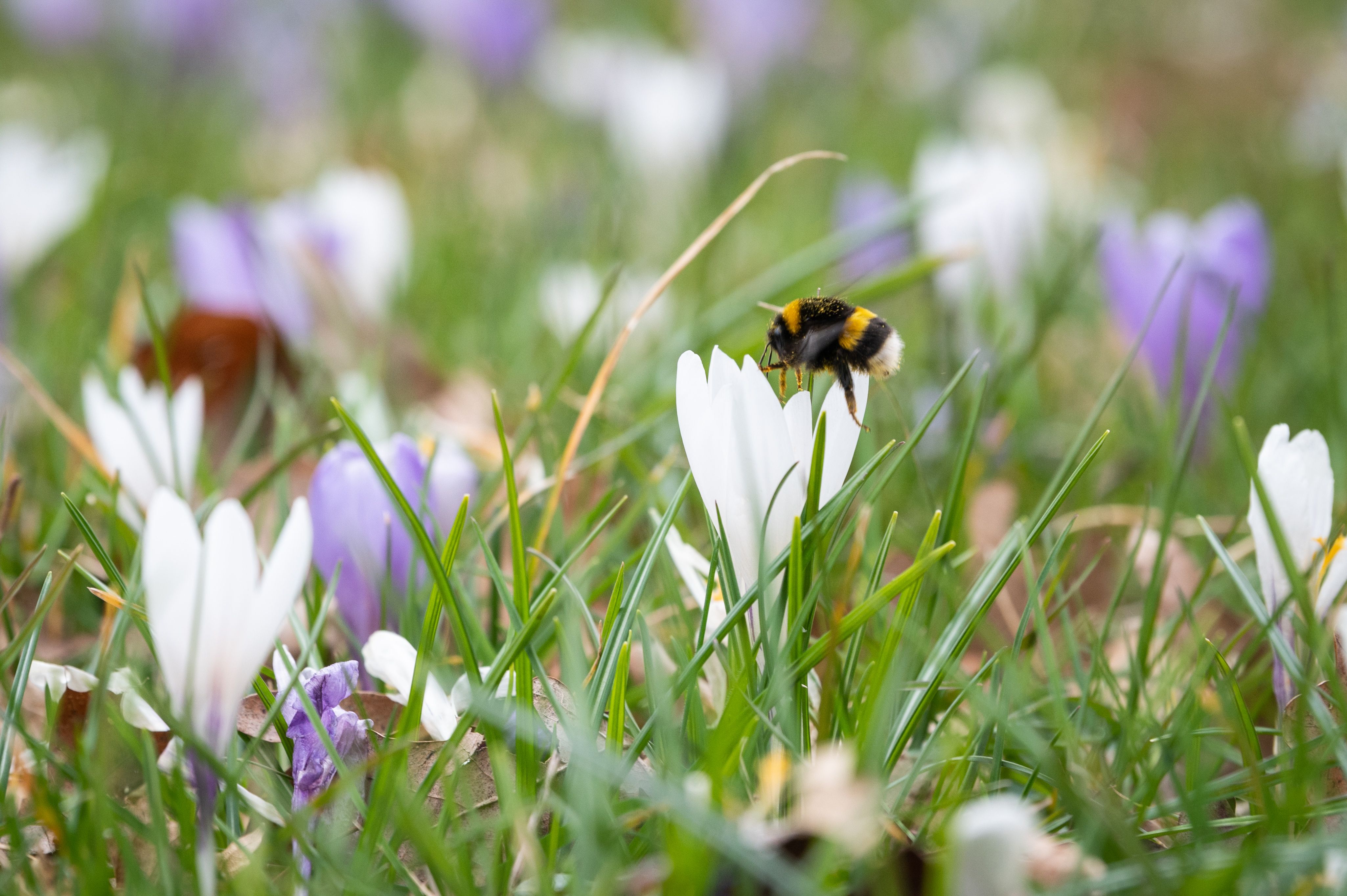 Sechs Anzeichen, dass es Frühling in Berlin und Brandenburg wird