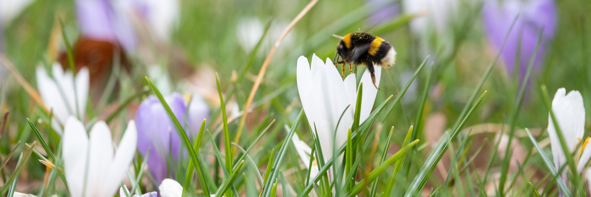 Der Frühling legt los.