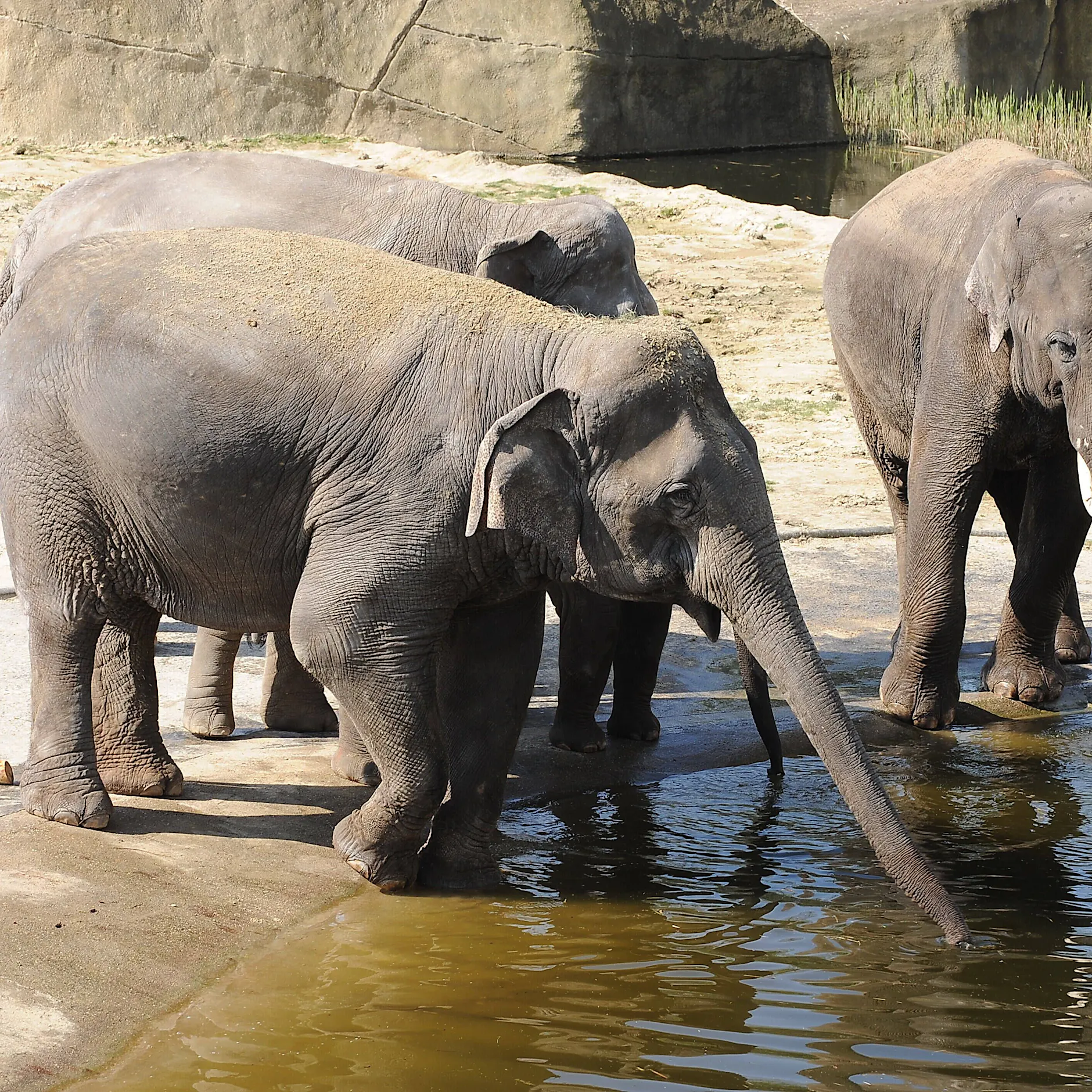 Nach Feuer-Tragödie im Zoo mit 130 toten Tieren: Elefant muss eingeschläfert werden!