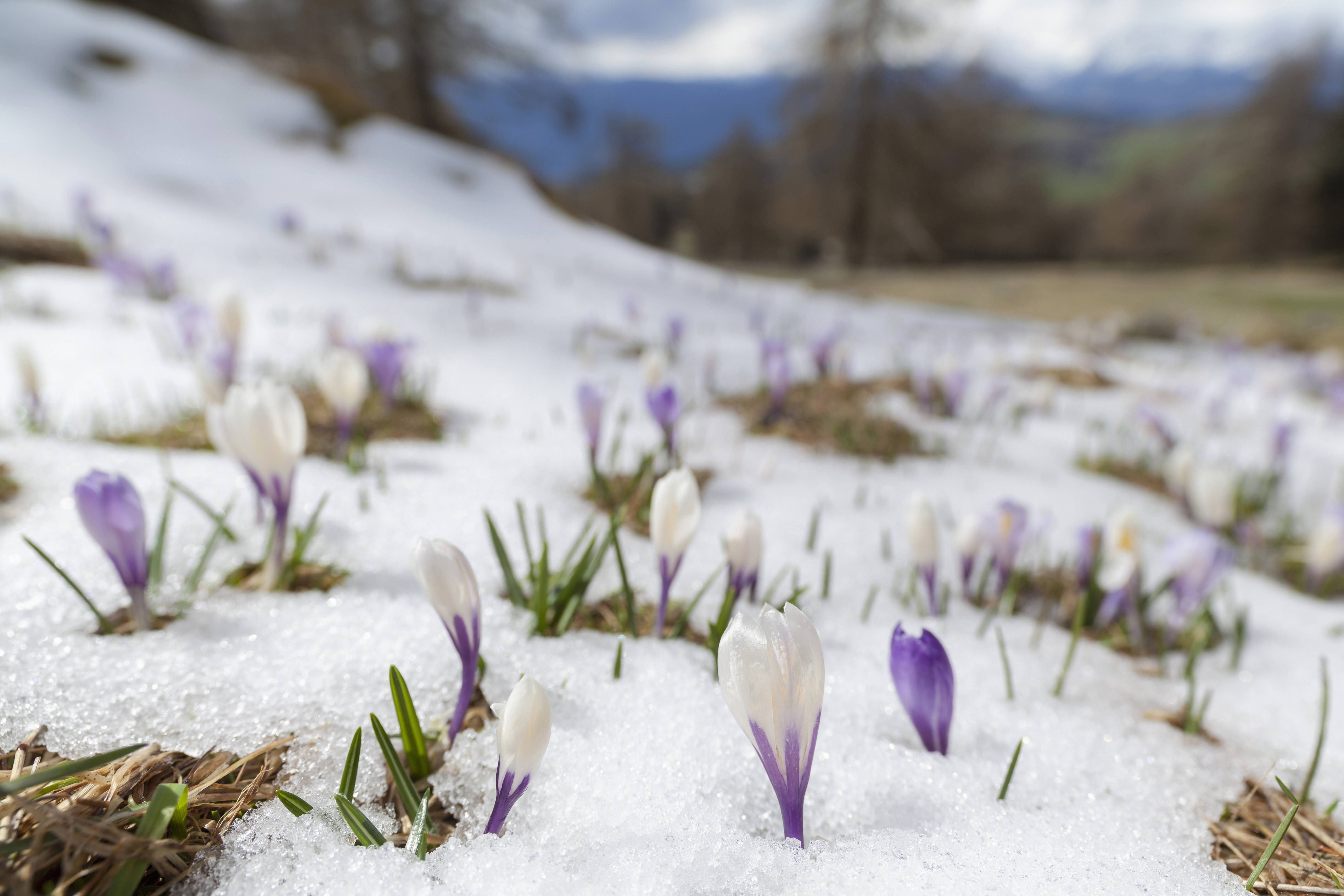 Wetter zum Osterfest: Suchen wir in diesem Jahr die Eier im Schnee? Experte verrät: Das blüht uns über die Feiertage