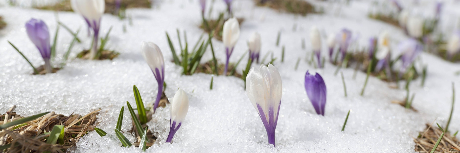 Suchen wir in diesem Jahr die Ostereier im Schnee? Die aktuelle Vorhersage verrät: Ein April-Winter ist unwahrscheinlich.