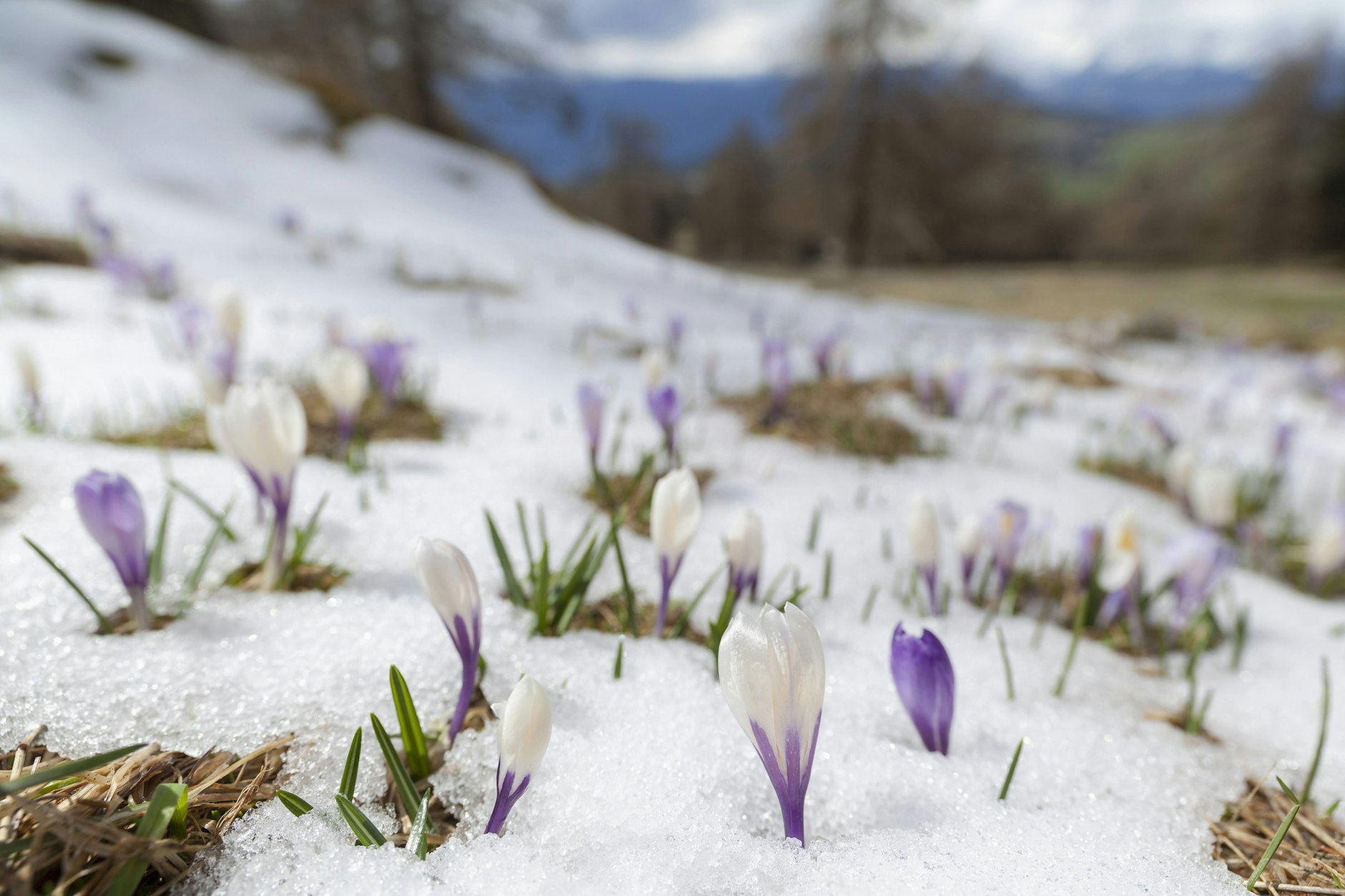Die aktuelle Wettervorhersage verrät: Der April startet mit Schnee und Schneeregen. Der Frühling ist erst mal vorbei.