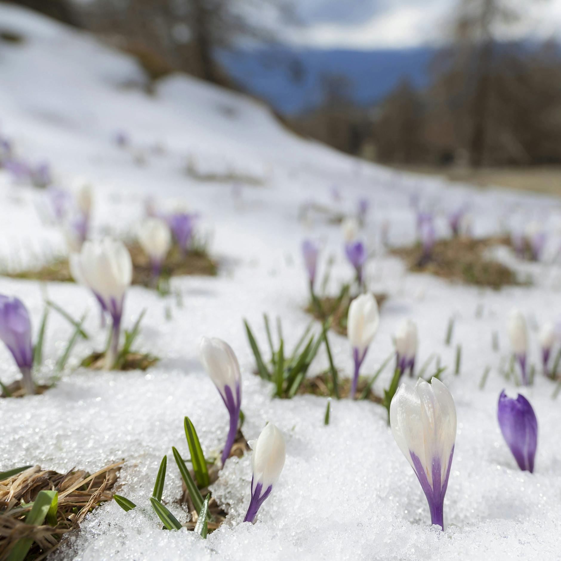 Wetter zum Osterfest: Suchen wir in diesem Jahr die Eier im Schnee? Experte verrät: Das blüht uns über die Feiertage