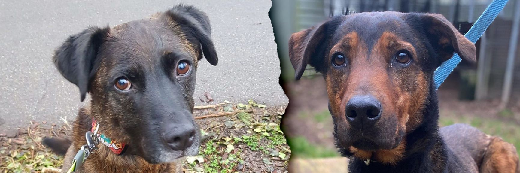 Image - Herzzerreißend! Momo und Max sitzen im Tierheim – und hoffen auf ein Zuhause: Wer kann ihrem traurigen Hundeblick widerstehen?
