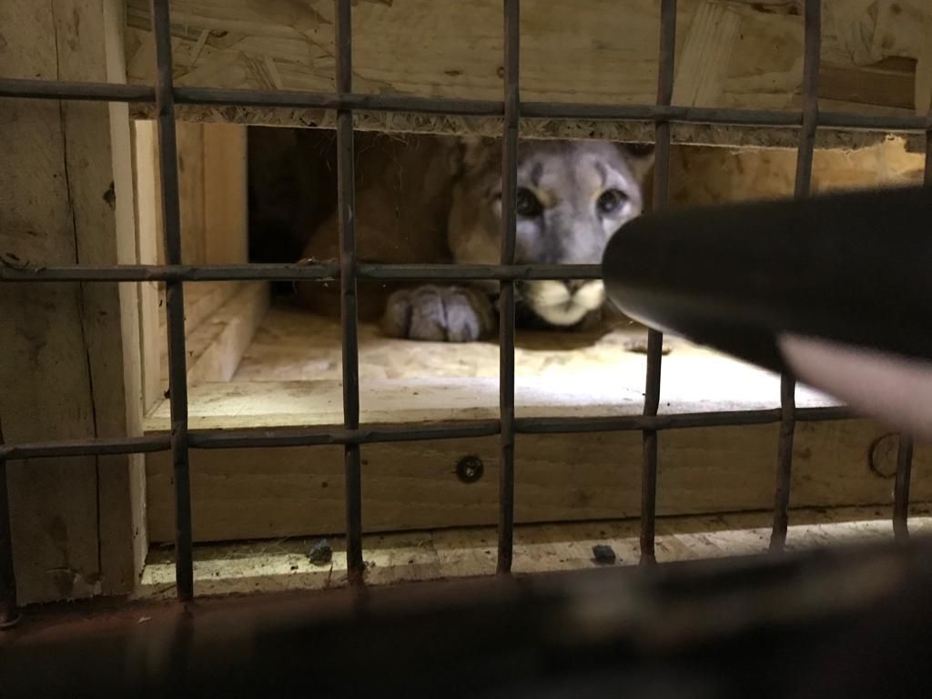 Image - Was dem Puma "Penelope" angetan wurde - Und wie andere Tiere beim Transport durch Deutschland leiden müssen