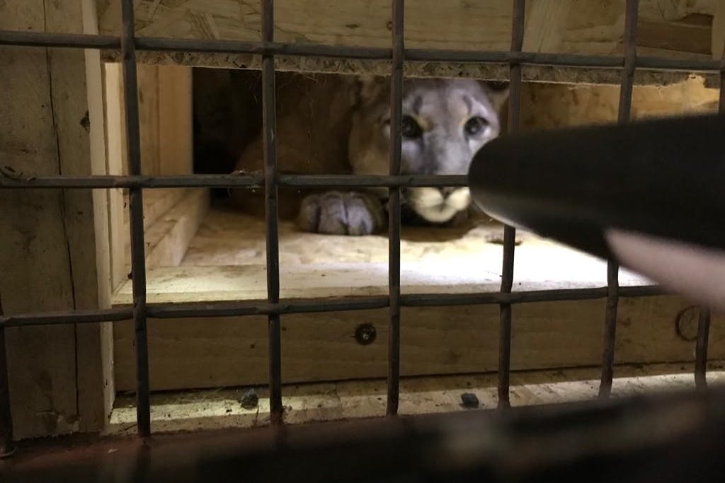Der Puma wurde von seinem Schmuggler in eine Holzkiste gesperrt.
