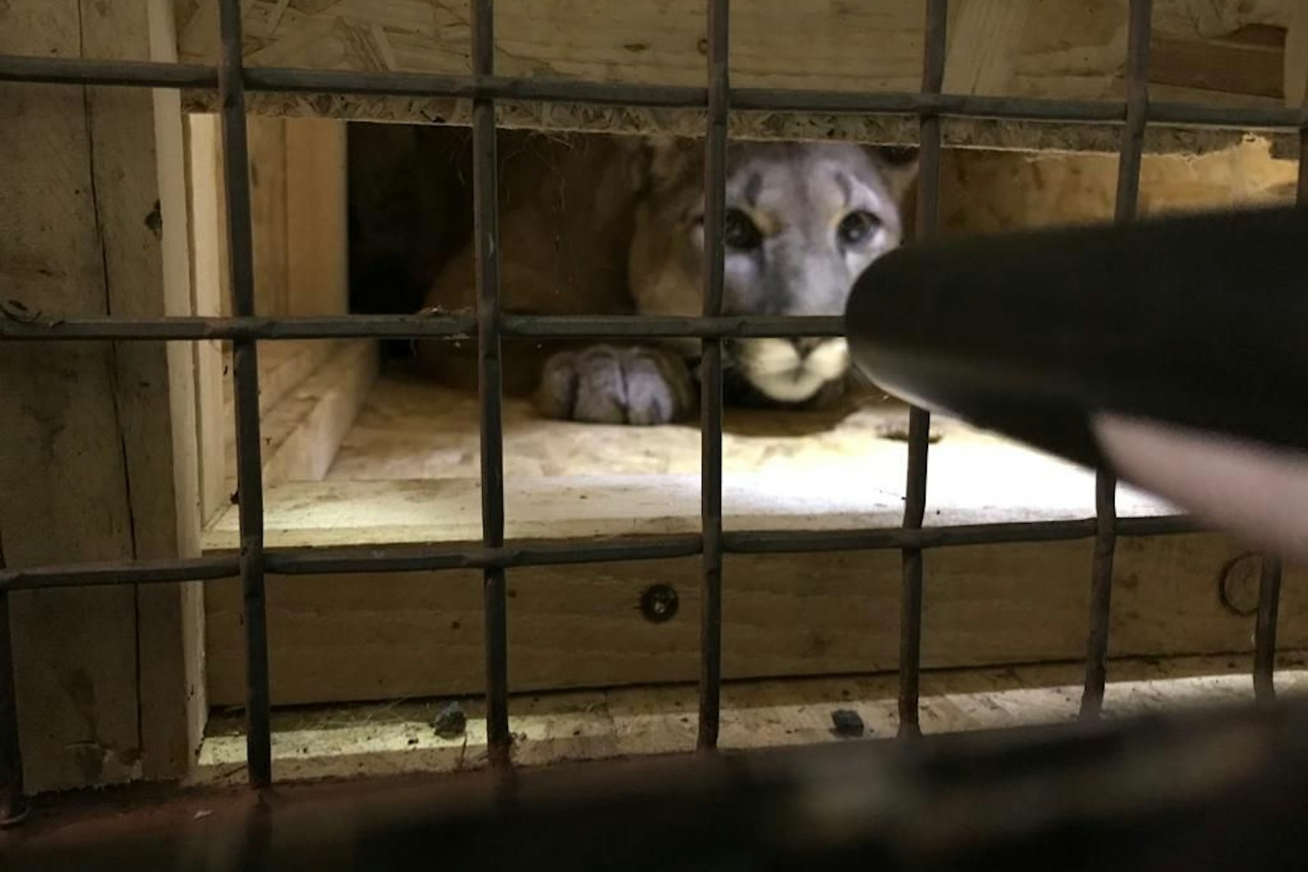 Der Puma wurde von seinem Schmuggler in eine Holzkiste gesperrt.
