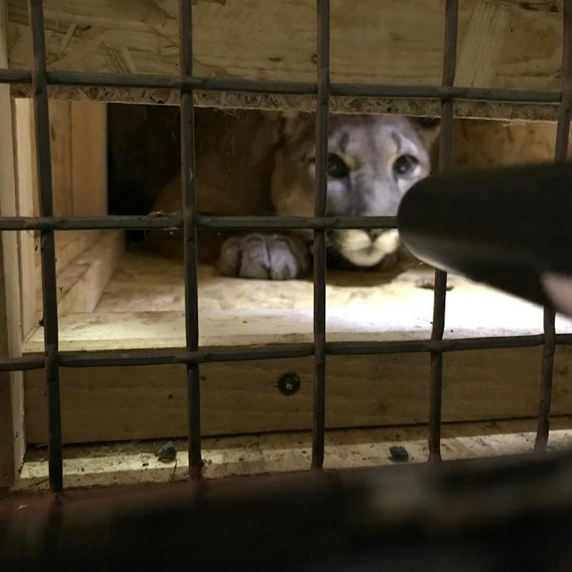 Was dem Puma "Penelope" angetan wurde - Und wie andere Tiere beim Transport durch Deutschland leiden müssen