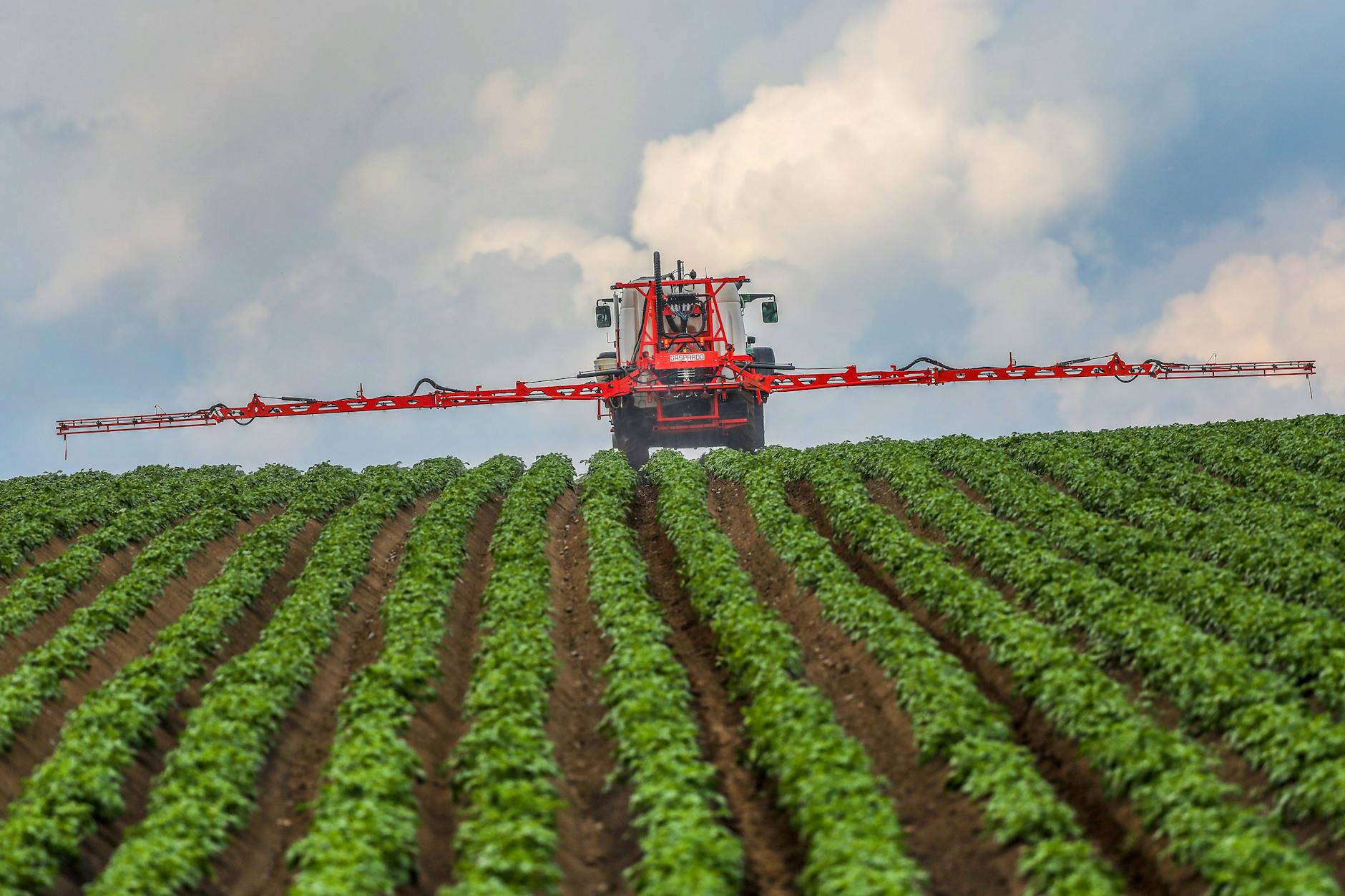 Ein Kartoffelfeld in Deutschland