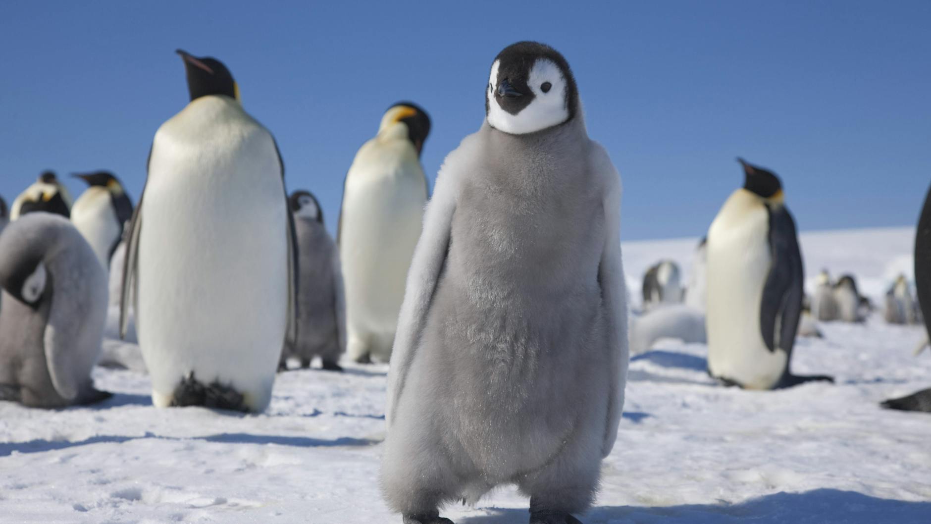 Pinguine in der Antarktis.