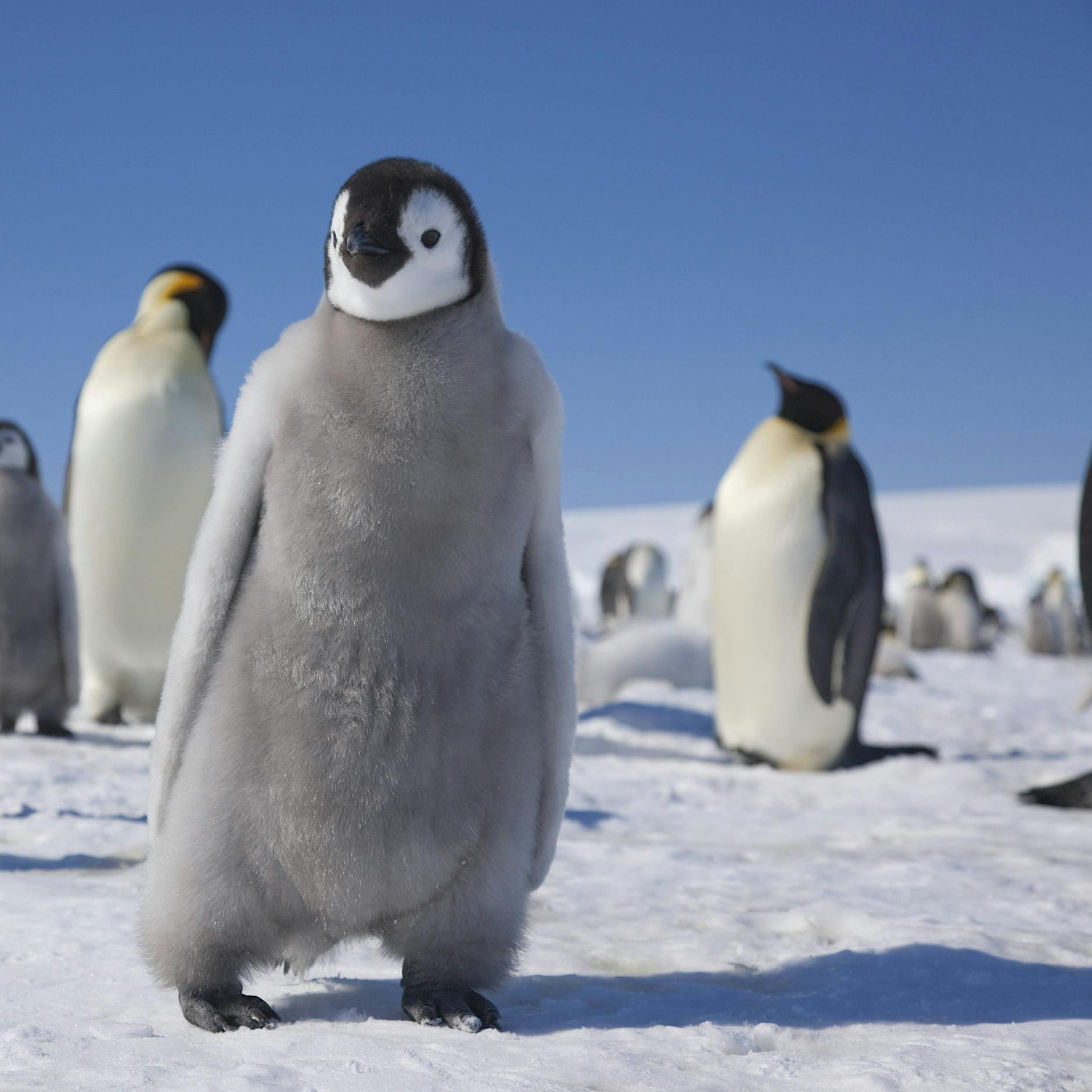 Antarktis-Rekord: 40 Grad wärmer als üblich