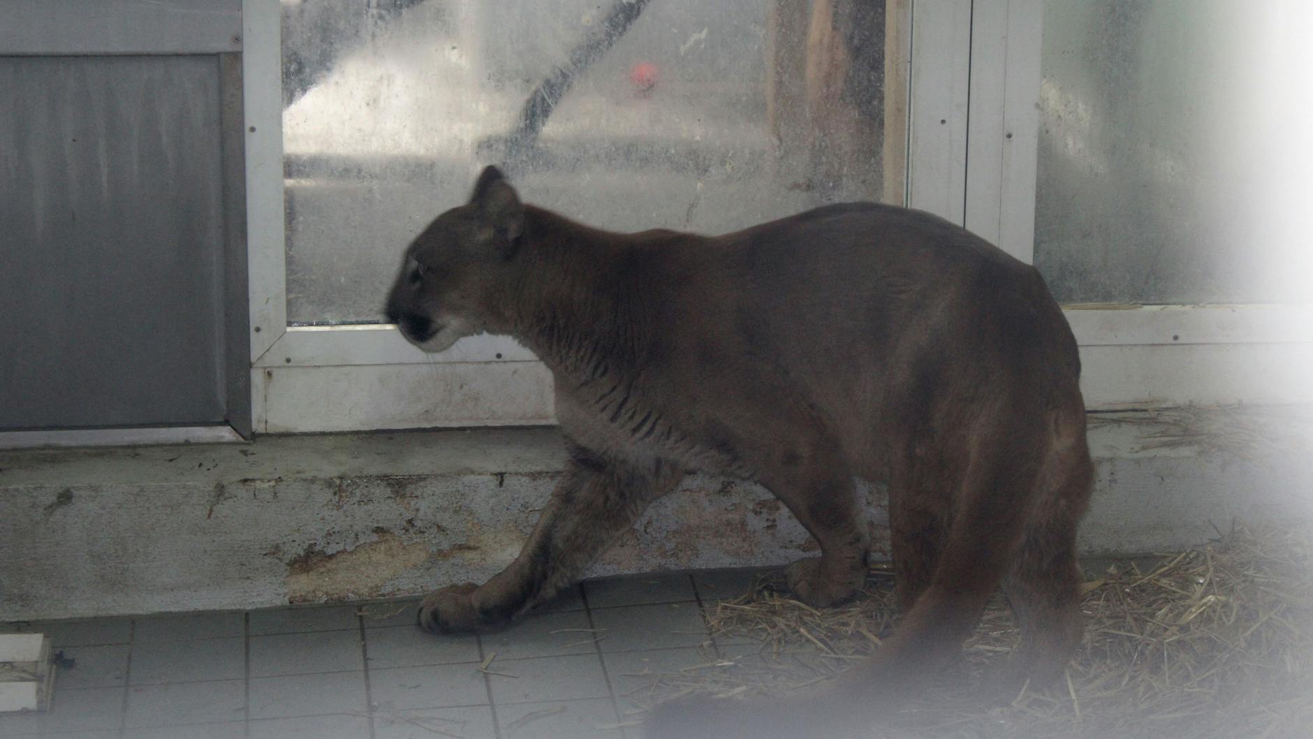 Der „Penelope“ getaufte Puma musste lange beruhigt werden.