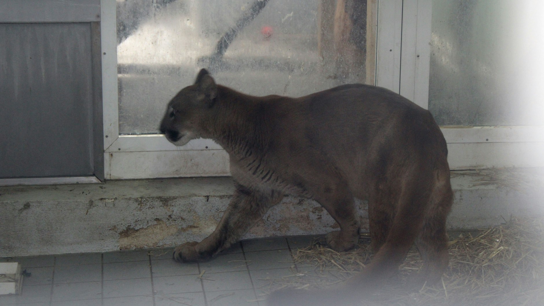 Der „Penelope“ getaufte Puma musste lange beruhigt werden.
