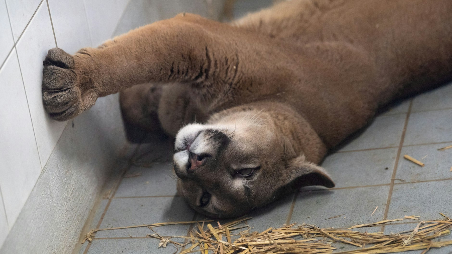 Nach dem Fund wurde der Puma ins Exotenhaus der Auffangstation für Reptilien, München e. V. gebracht.